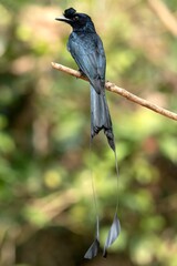 Greater Racket Tailed Drongo, Dicrurus paradiseus, Salim Ali Bird Sanctuary, Thattekad, Kerala, India
