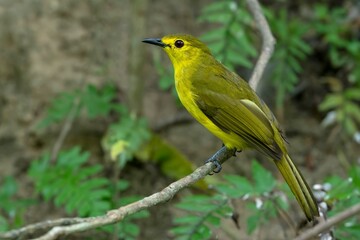 Yellow Browed Bulbul, Acritillas indica, Salim Ali Bird Sanctuary, Kerala, India
