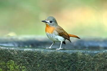 Female blue throated blue flycatcher, Cyornis rubeculoides, Salim Ali Bird Sanctuary, Thattekad, Kerala, India