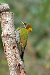 Lesser yellownape, Picus chlorolophus, Sattal, Nainital, Uttarakhand, India