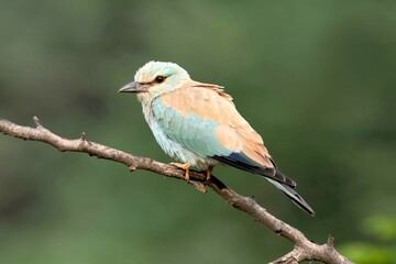 European roller, Coracias garrulus, Jhalana Forest Reserve, Jaipur, Rajasthan, India