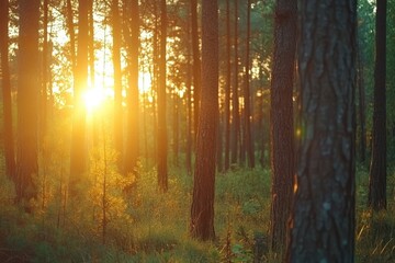 Obraz premium Sunset illuminates a serene pine tree forest with golden rays in the background, pine tree forest with sunset nature Photo background Seamless ing quality