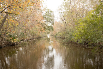 ouisiana wetlands shows a mysterious, lush landscape dominated by still, reflective waters and stands of cypress and tupelo gum trees, their roots submerged in the swamp