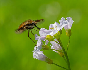 Wollschweber fliegt die Blüten des Wiesenschaumkrauts ab