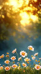 Obraz premium Summer flowers with bokeh blooming daisy yellow sunlight green grass nature peaceful outdoor vibrant morning fresh