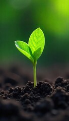 Fototapeta premium A single, vibrant green sprout pushing through rich soil, symbolizing the emergence of spiritual growth and the potential for inner blossoming , roots, growth