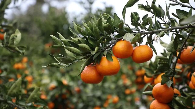 tangerine grew on the tangerine tree