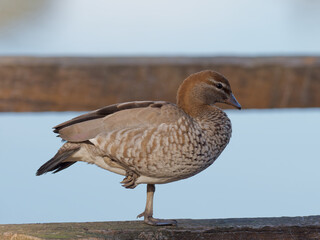 Female Australian Wood Duck, Maned Duck or Maned Goose (Chenonetta jubata) standing on one leg on a timber guard rail with bokeh lagoon in background