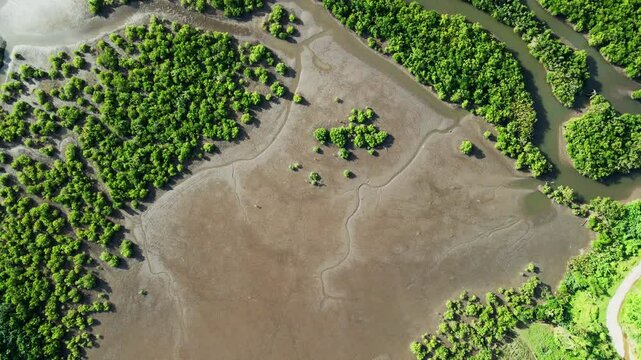 Above View Of Mangrove Trees At Batalay Mangrove Eco Park In Bato, Catanduanes, Philippines. Aerial Topdown Shot
