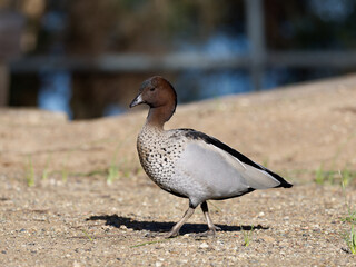 Male Australian Wood Duck, Maned Duck or Maned Goose (Chenonetta jubata) grazing on gravel and dirt path with bokeh water background
