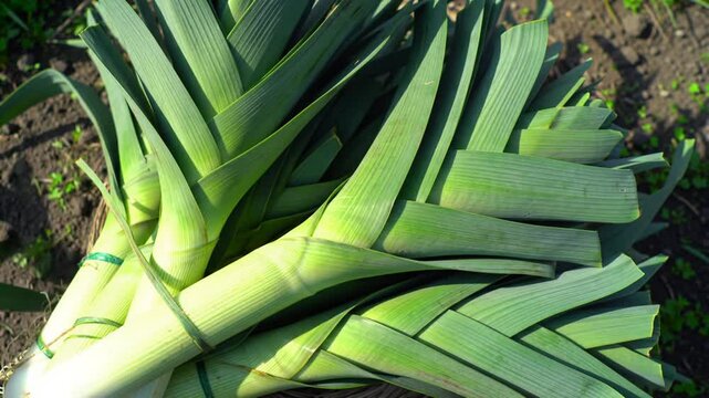 Fresh Leeks Bunch From Organic Farm Garden Healthy Eating Concepts