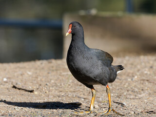 Dusky Moorhen (Gallinula tenebrosa) roaming on a dirt surface foraging for food with bokeh background