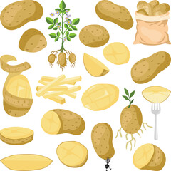 Various Forms and Stages of Potatoes