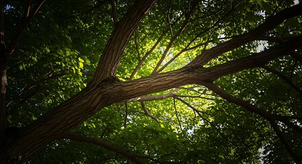 Fototapeta premium Looking Up at Tree Branches with Green Leaves and Sunlight