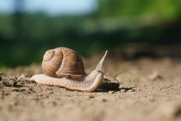 A Roman snail in the nature habitat.  Helix pomatia © Monikasurzin