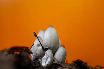 A cluster of white mushrooms with elongated caps emerging from dark ground amidst fallen leaves against a vibrant orange background. This unusual combination highlights the organic forms.