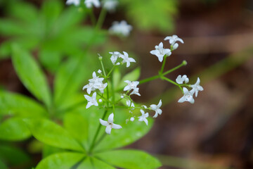 Delicate white flowers with four petals in small clusters, elegantly rising above bright green...