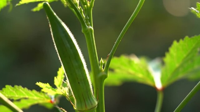 Okra Pod In Garden Awaiting Harvest With Healthy Green Leaves