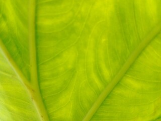 green leaf texture