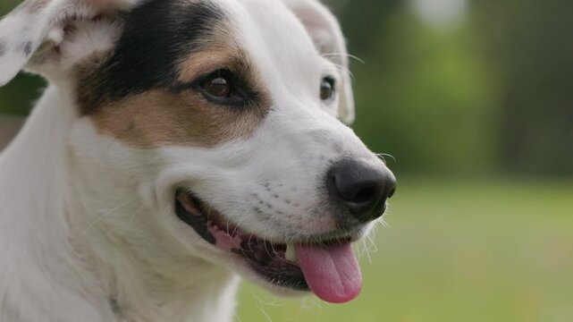 Close-up of a white dog&rsquo;s head with a distinctive patch over one eye. The dog is looking directly at the camera with its tongue playfully sticking out, creating a joyful and friendly expression