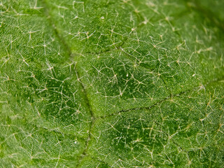Plant Surface Macro 67