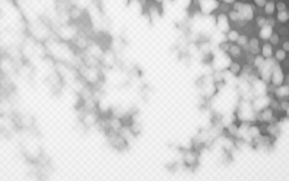 Abstract shadow overlay from tree branch on a transparent background.