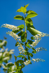Bright branch of bird cherry Prunus padus Siberian with juicy green leaves and delicate white flowers against background of a clear blue sky radiates freshness and natural beauty.