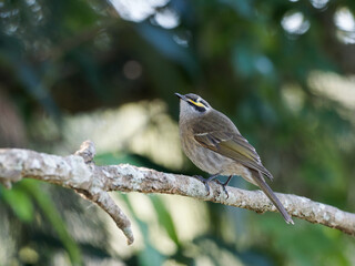 Obraz premium Yellow-faced Honeyeater (Caligavis chrysops) perched on a branch with bokeh background.