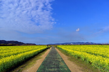 Obraz premium 菜の花 岡山 笠岡ベイファーム