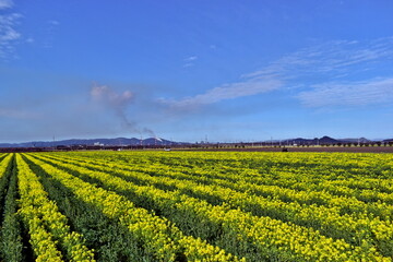 菜の花　岡山　笠岡ベイファーム