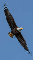 Obraz premium Bald Eagle in Flight Against Blue Sky