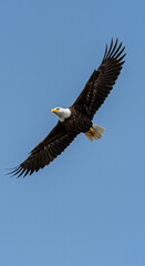 Obraz premium Bald Eagle in Flight Against Blue Sky