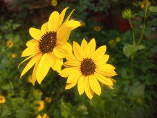 Sunflower is a beautiful Flower that is in the Yellow Colour .This is in the flower pot of garden . Sunflower is a flower which is used to make oil, Yellow sunflower blooms in garden 