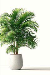 Obraz premium Minimalistic palm tree in modern pot on white background showcasing clean design elements