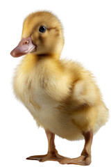Obraz premium Charming Duckling Portrait: A close-up captures an adorable, fluffy duckling, showcasing its soft yellow feathers, a tiny beak, and a curious gaze.