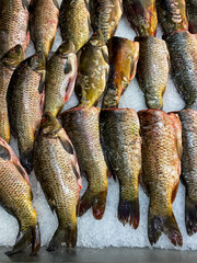 Fresh gutted fish displayed on crushed ice at a seafood market, ready for sale or cooking preparation