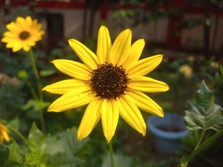 Sunflower is a beautiful Flower that is in the Yellow Colour .This is in the flower pot of garden . Sunflower is a flower which is used to make oil, Yellow sunflower blooms in garden 