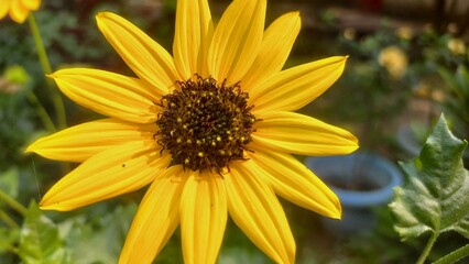Sunflower is a beautiful Flower that is in the Yellow Colour .This is in the flower pot of garden . Sunflower is a flower which is used to make oil, Yellow sunflower blooms in garden 