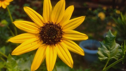 Fototapeta premium Sunflower is a beautiful Flower that is in the Yellow Colour .This is in the flower pot of garden . Sunflower is a flower which is used to make oil, Yellow sunflower blooms in garden 