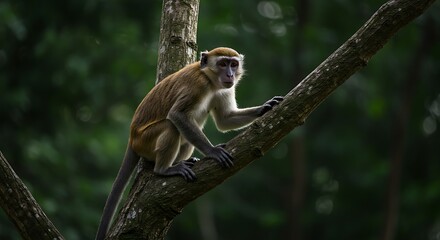 Monkey Climbing on a Tree Branch in Forest