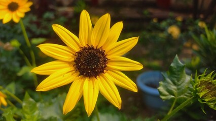 Sunflower is a beautiful Flower that is in the Yellow Colour .This is in the flower pot of garden . Sunflower is a flower which is used to make oil, Yellow sunflower blooms in garden 