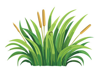 cattails plant illustration
