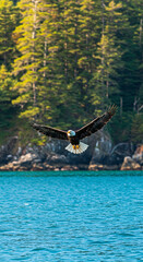 Eagle flying over water with trees in background
