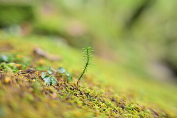 moss on the ground