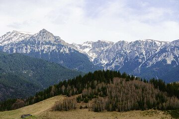 snow covered mountains with pine trees and cloudy sky in carpathians range romania