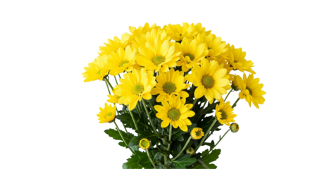 yellow flowers isolated on white