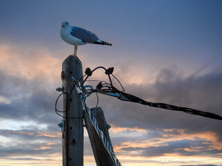 Seagull on pole at sunset in Greece