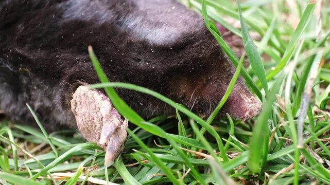 Muzzle of dead Mole close-up. Talpa europaea side view. An animal with black fur. Garden pest concept. Killed with poison or caught mole trap. Lawn destroyer. High quality 4k footage.