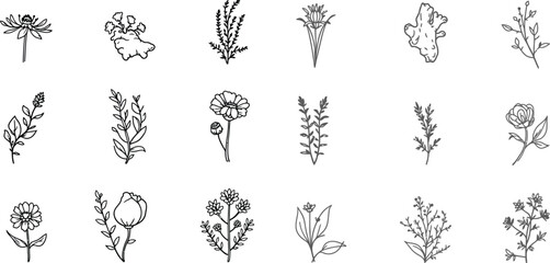 Wildflower Botanical Sketches – Detailed Black and White Floral Line Art and Nature Illustrations