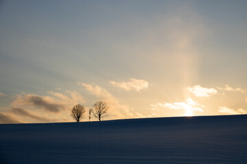夕暮れの雪原と冬木立
